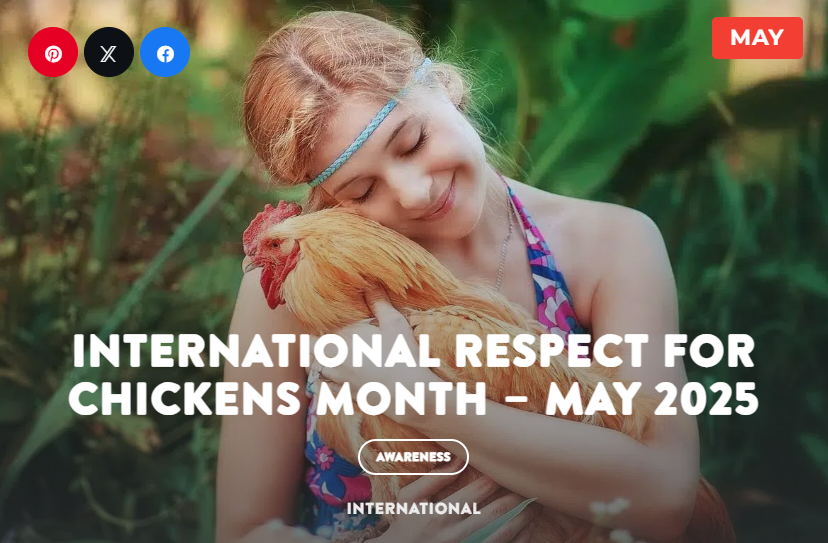 May is International Respect for Chickens Month, says SMUUF Animal Justice Small Group